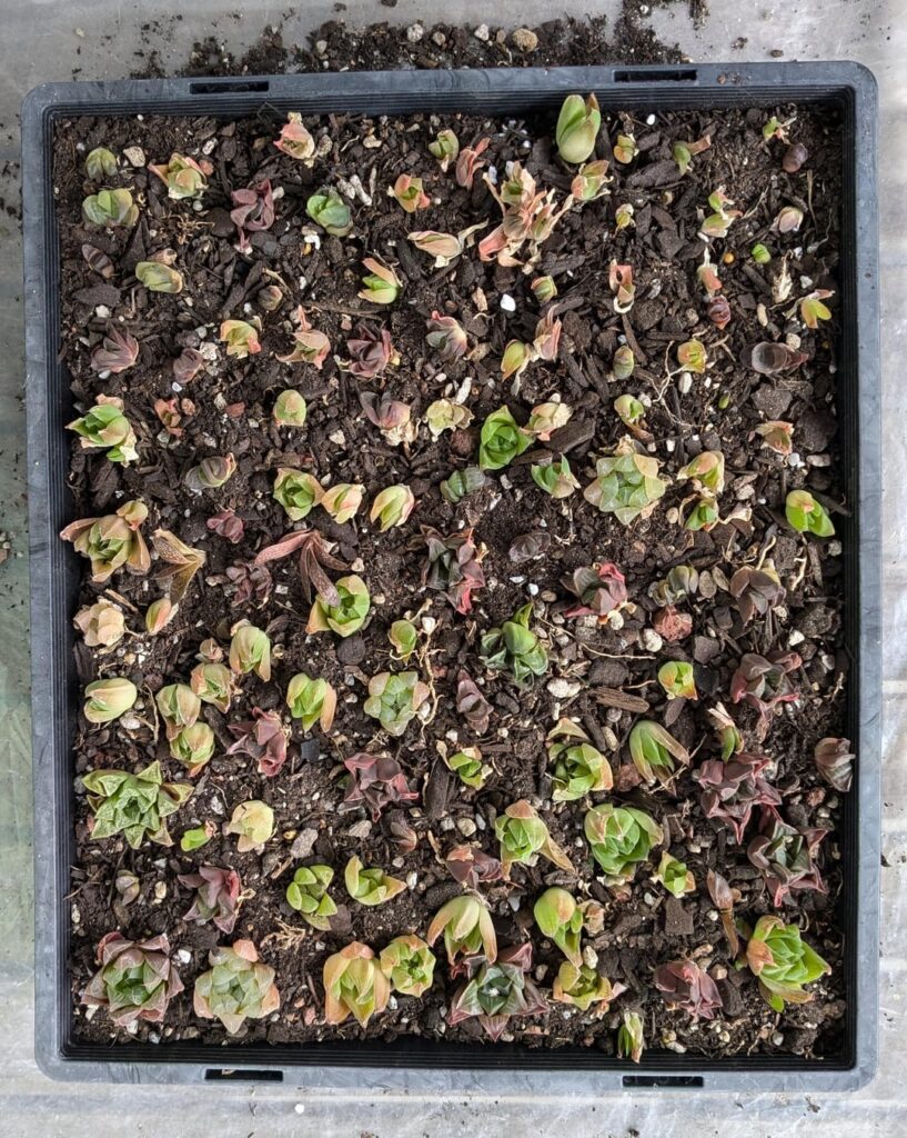 A happy little tray of mixed Haworthia (before and after)