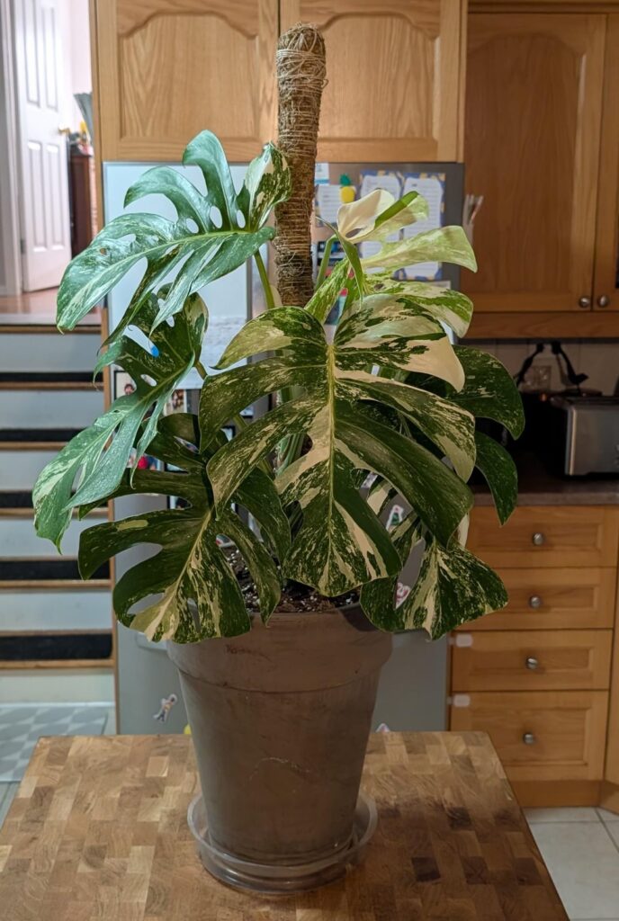 Straight Up or Leaned Back? Straight Up or Leaned Back?