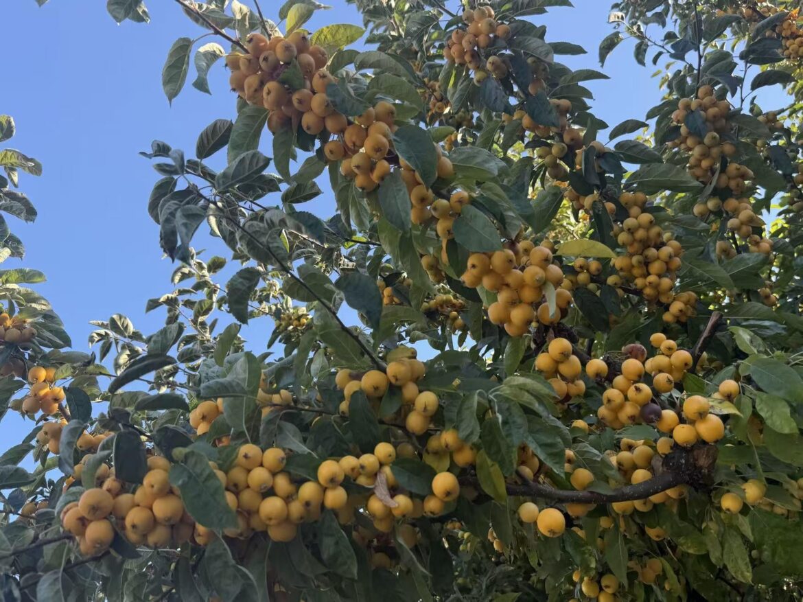What is this fruit?