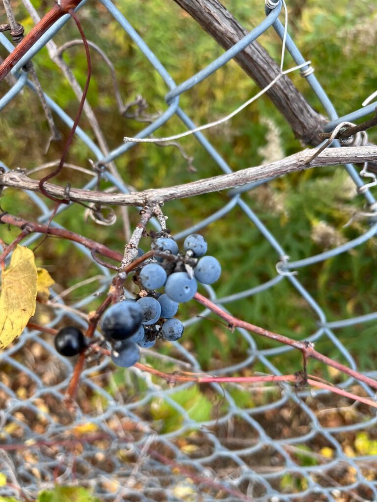 Are these wild blueberries