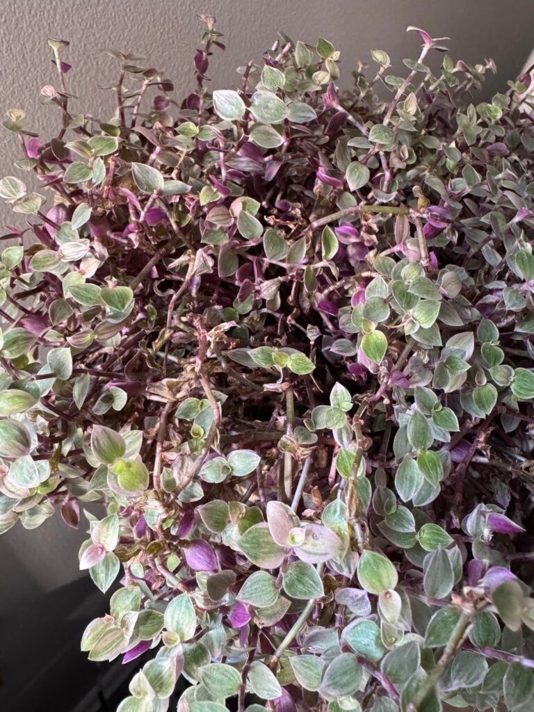 Did I kill my pilea aquamarine? Did I kill my pilea aquamarine?