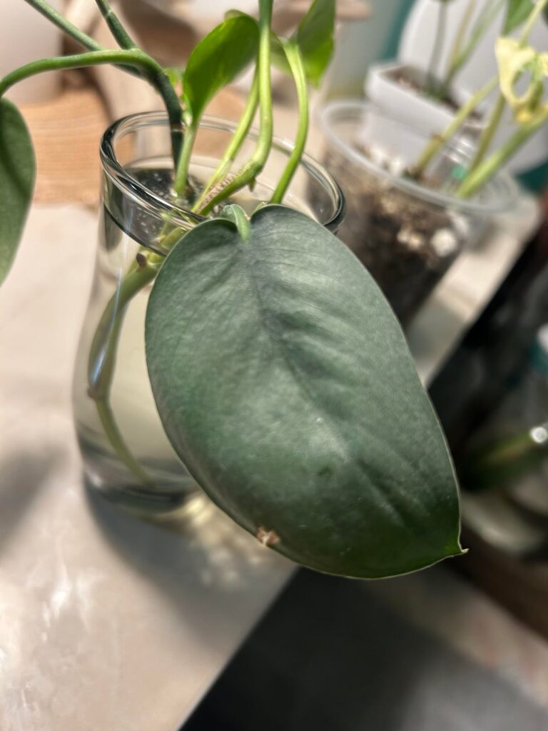 What scindapsus do I have?