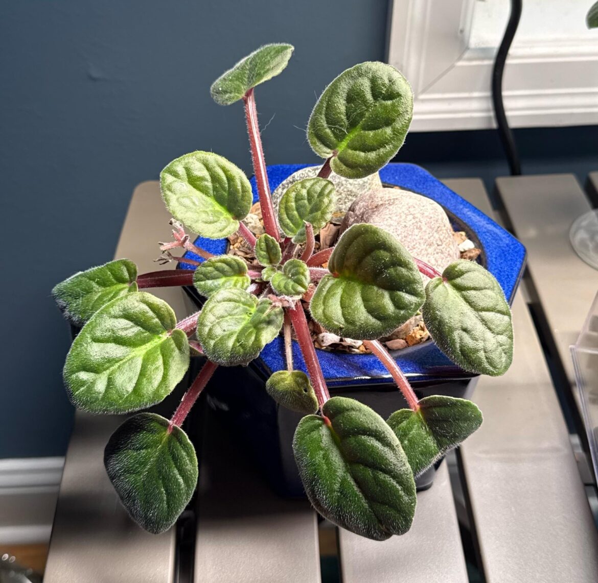 Rock pot - day 7