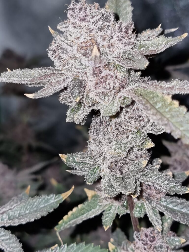 Tropicana Cherry S1 Relentless Genetics (Harvest Day)