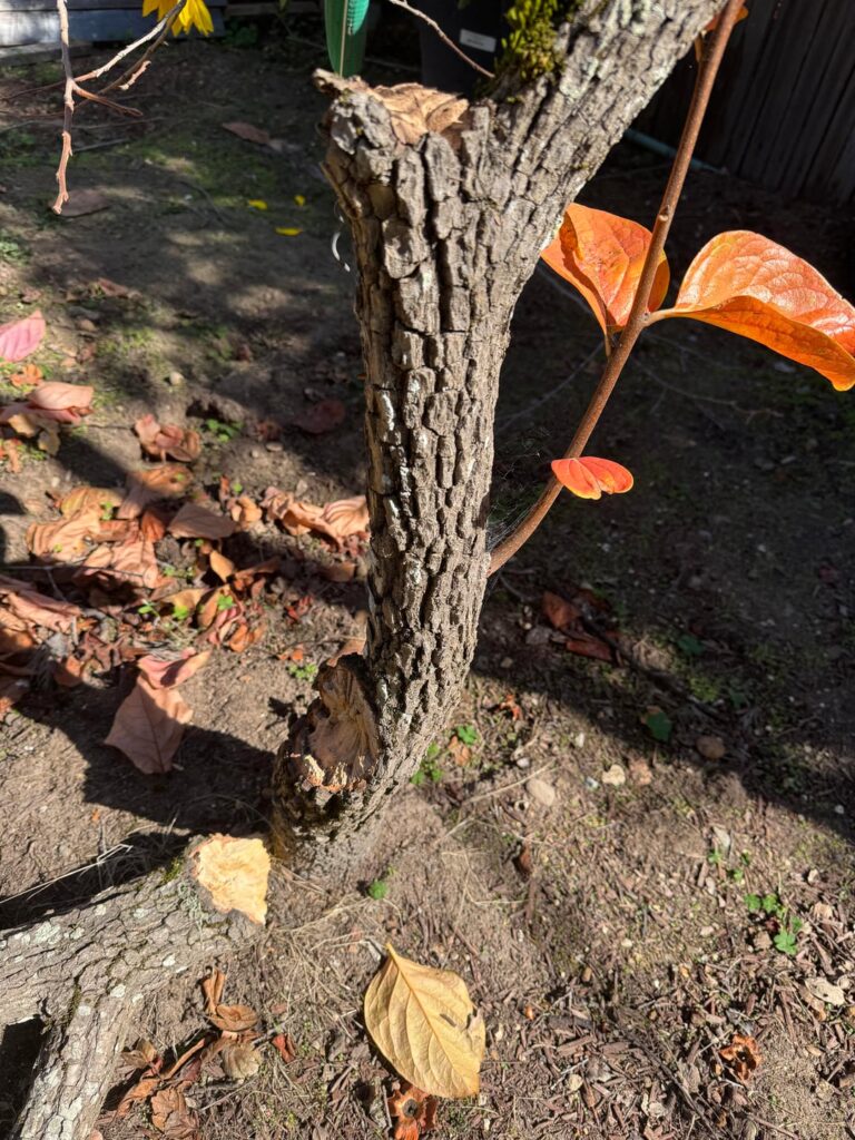 50+ year old persimmon tree snapped…