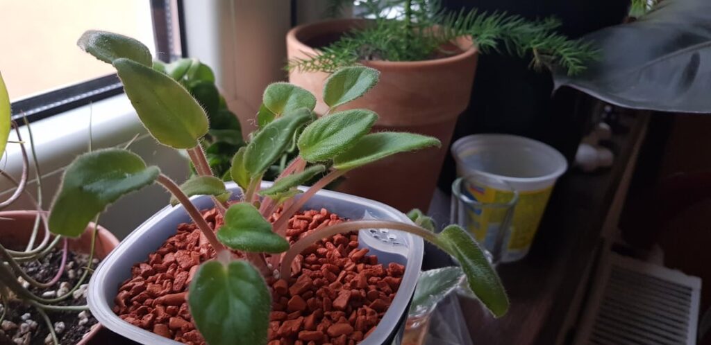 Droopy AV after potting Droopy AV after potting