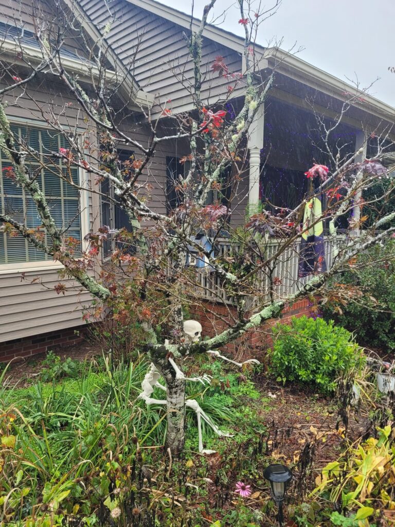 Sickly Japanese Maple Sickly Japanese Maple