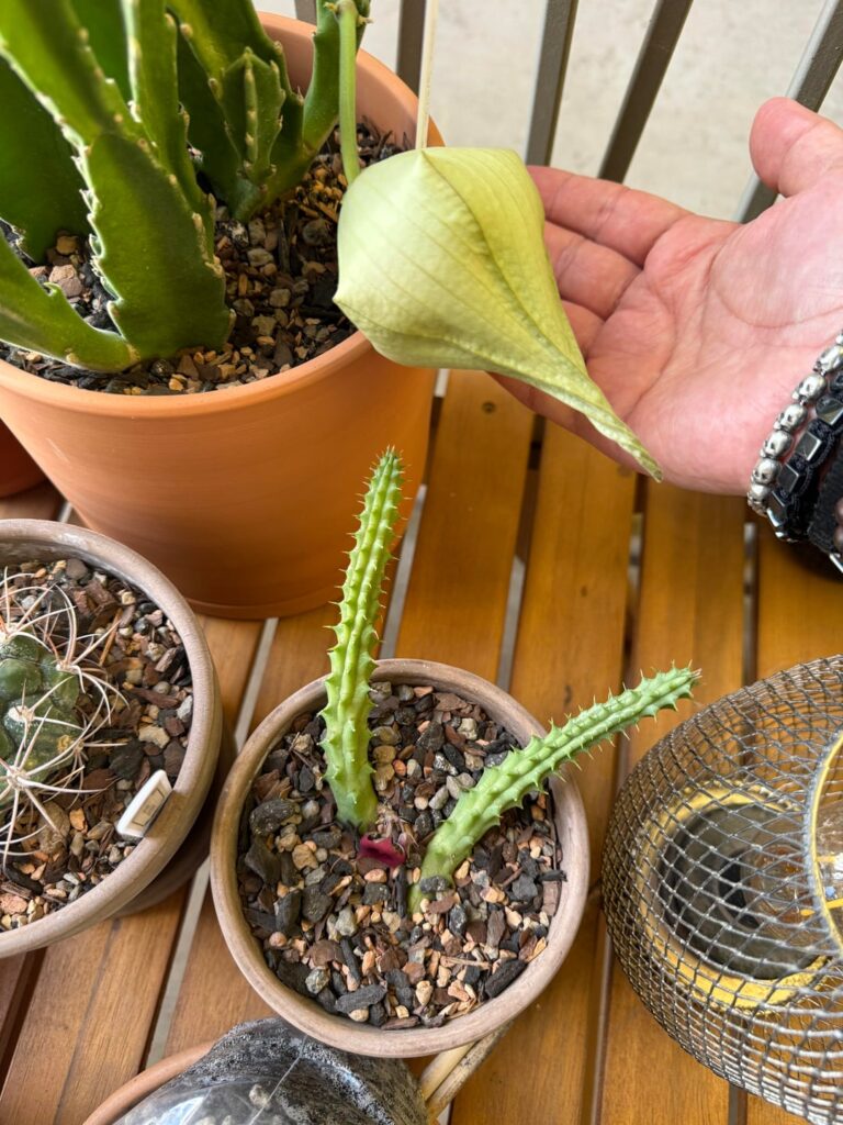 I’m staying far away from this alien flower.