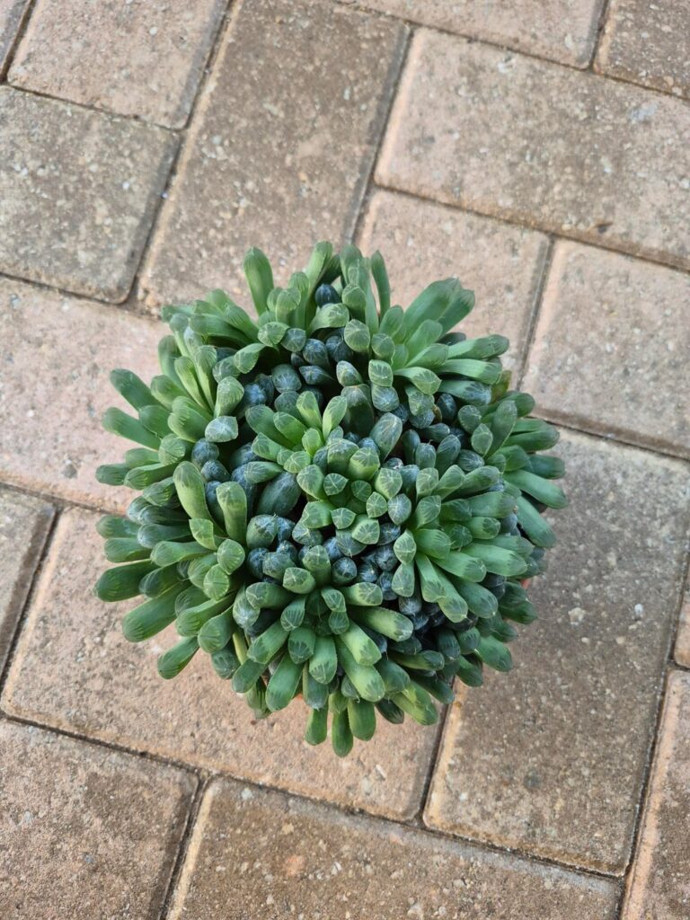 I would like to know if it's okay to repot right now. I'm in US 10a. How ratio oforganic matter do you use? I was thinking 30/70 organic/grit. What size up would you do, this is in a 6" pot. Thank you.
