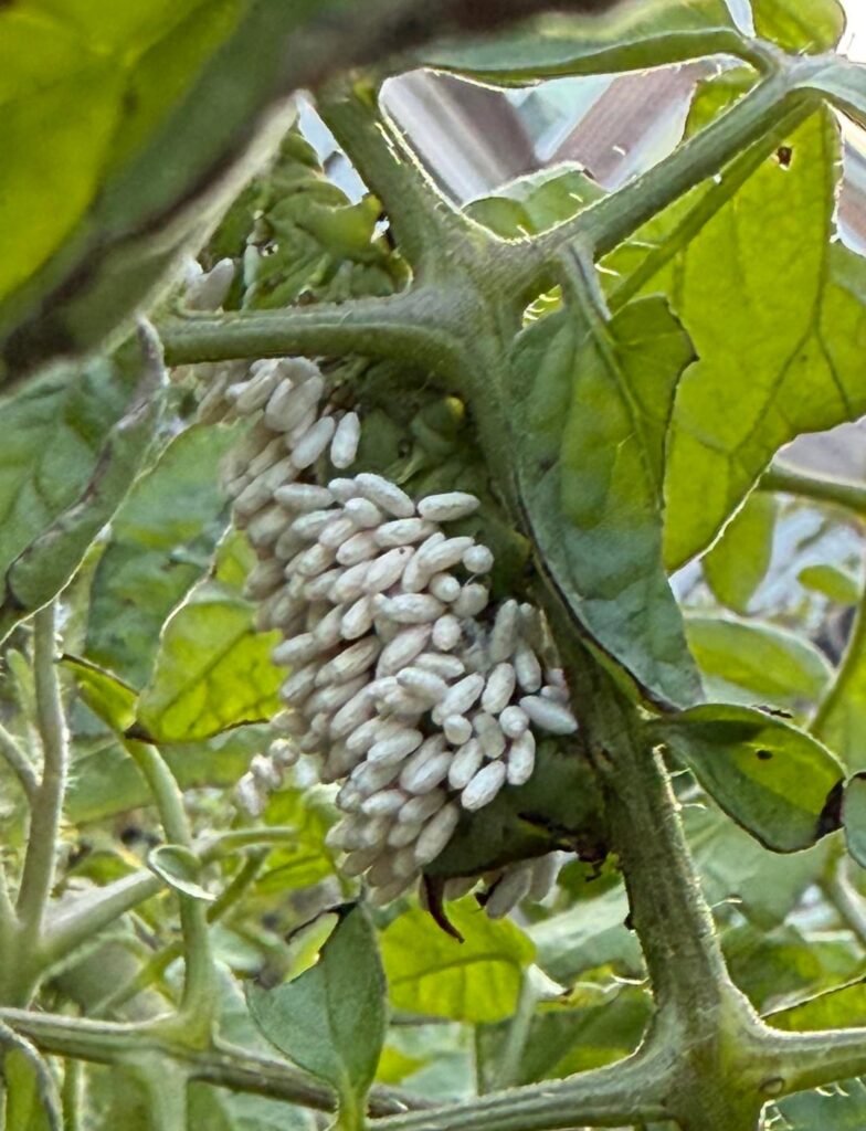 First Hornworm end of season already being wasp host First Hornworm end of season already being wasp host