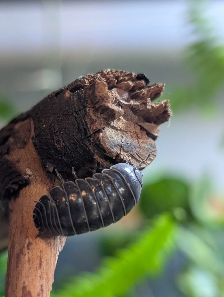 This isopod makes me irrationally happy and I want to share. This isopod makes me irrationally happy and I want to share.