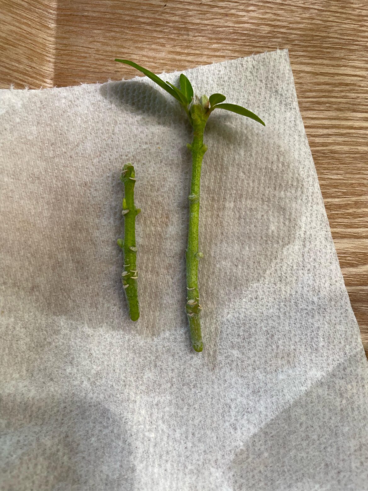 My final cuttings. I’ve failed with 90% of my other cuttings already. Can these even be propagated? My final cuttings. I’ve failed with 90% of my other cuttings already. Can these even be propagated?