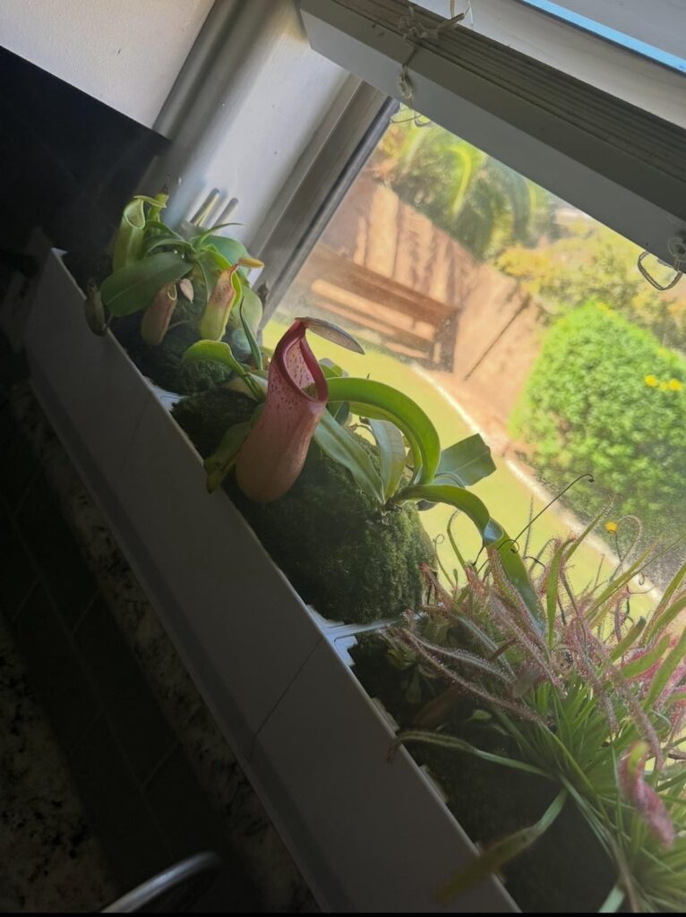 First pitchers