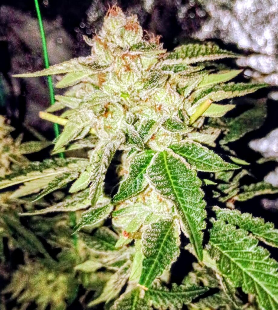 Almost harvest time