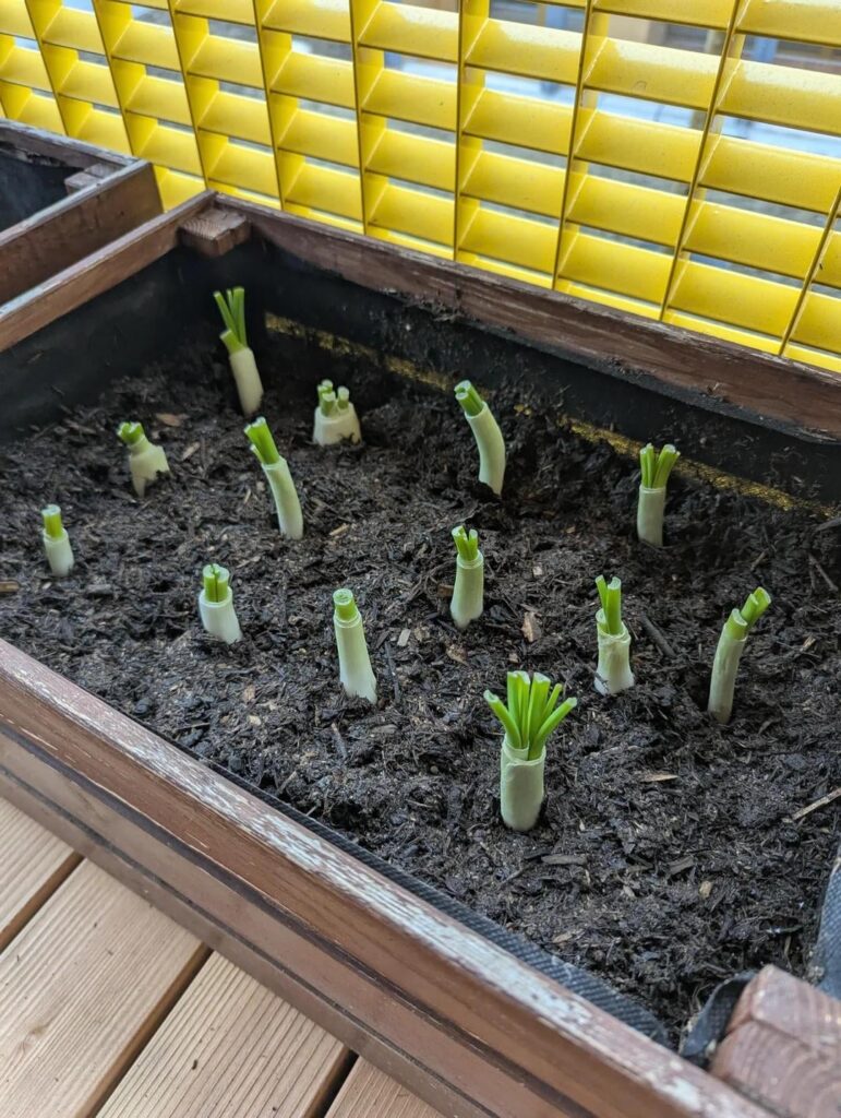 Why aren’t my green onions growing fast? Why aren't my green onions growing fast?