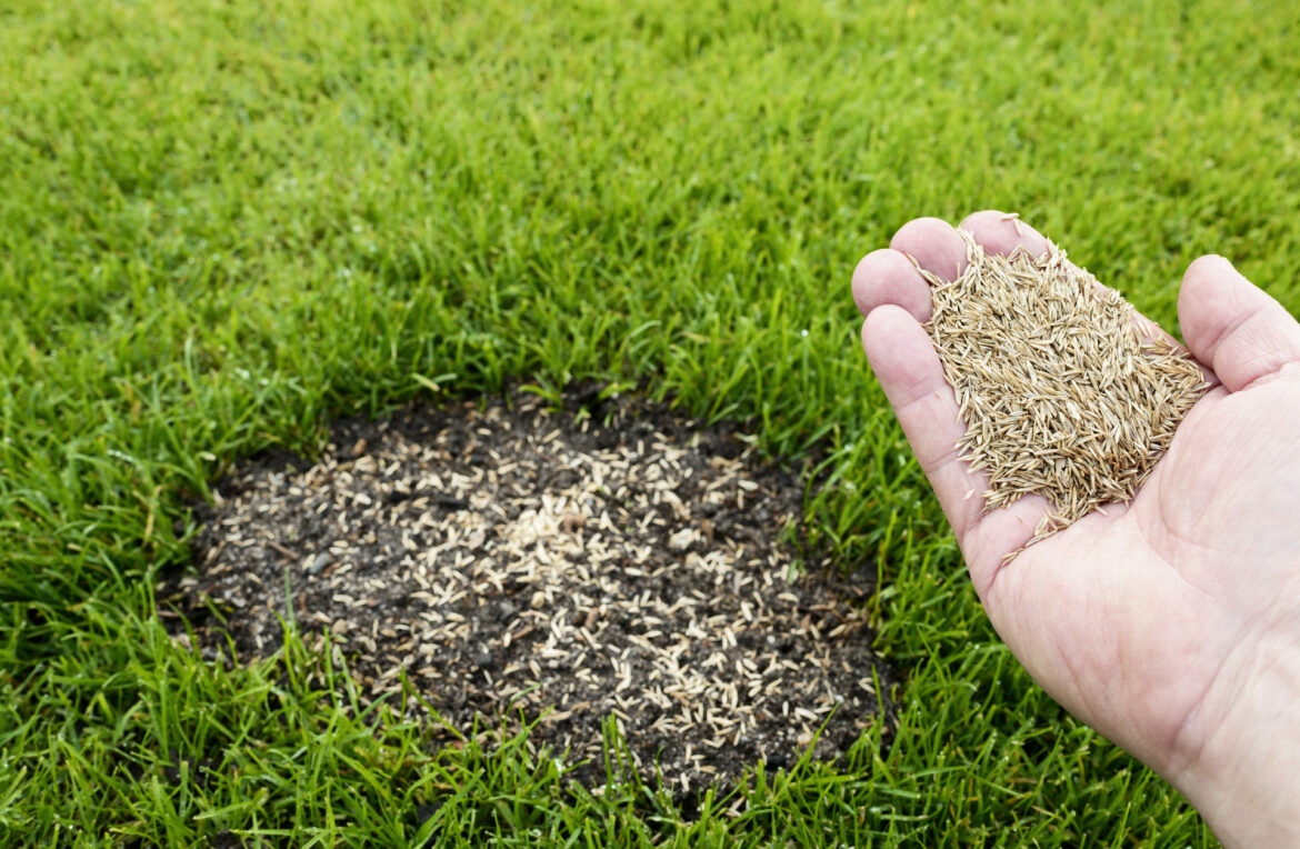 One TikToker showed how easy it is to kill your lawn and plant a beautiful garden.