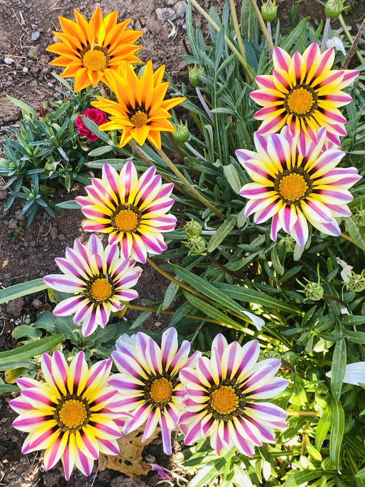 My first year growing gazanias from seed ; I am in awe!