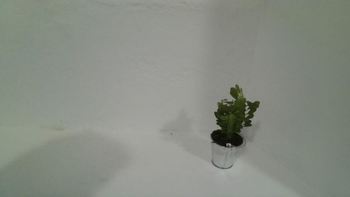 Could anyone help me ID my new houseplant?