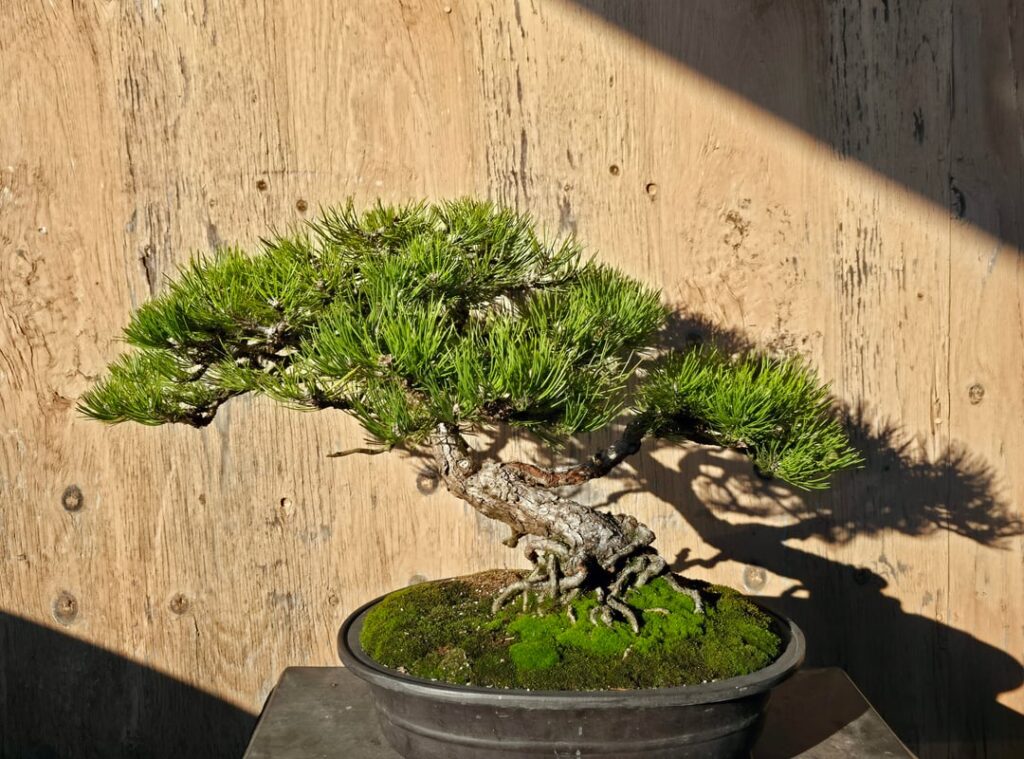 Shore pine- current vs. early 2024 Shore pine- current vs. early 2024