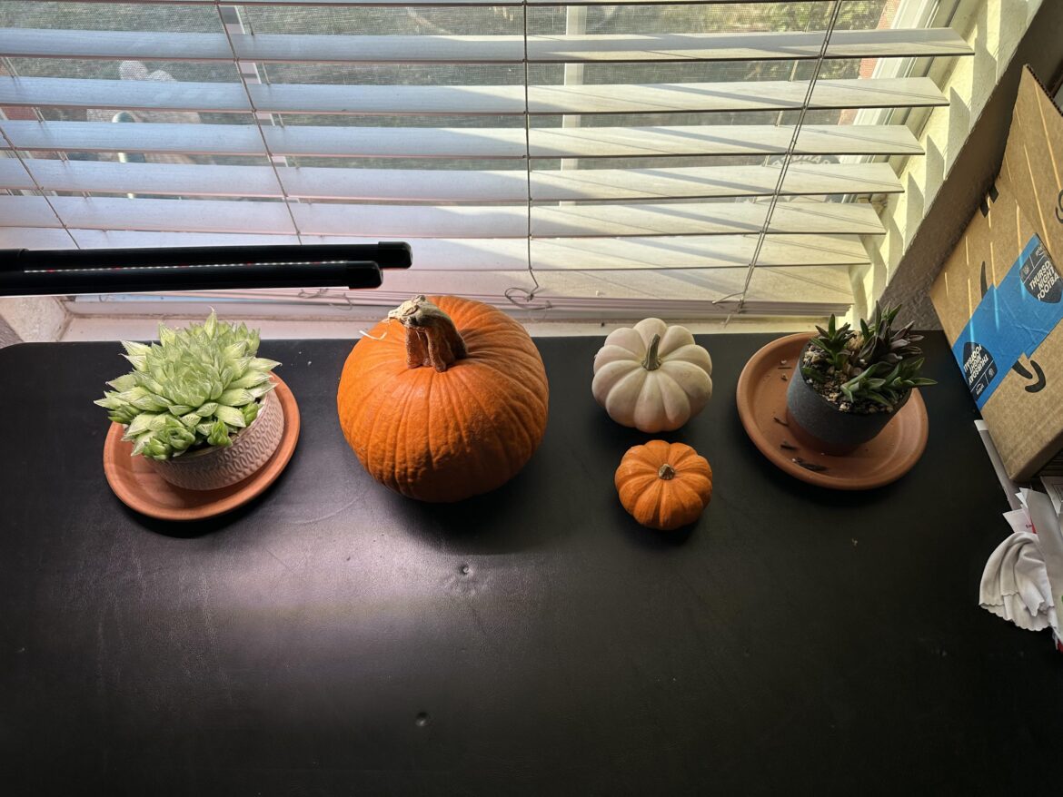 my precious succulents and their pumpkin friends!