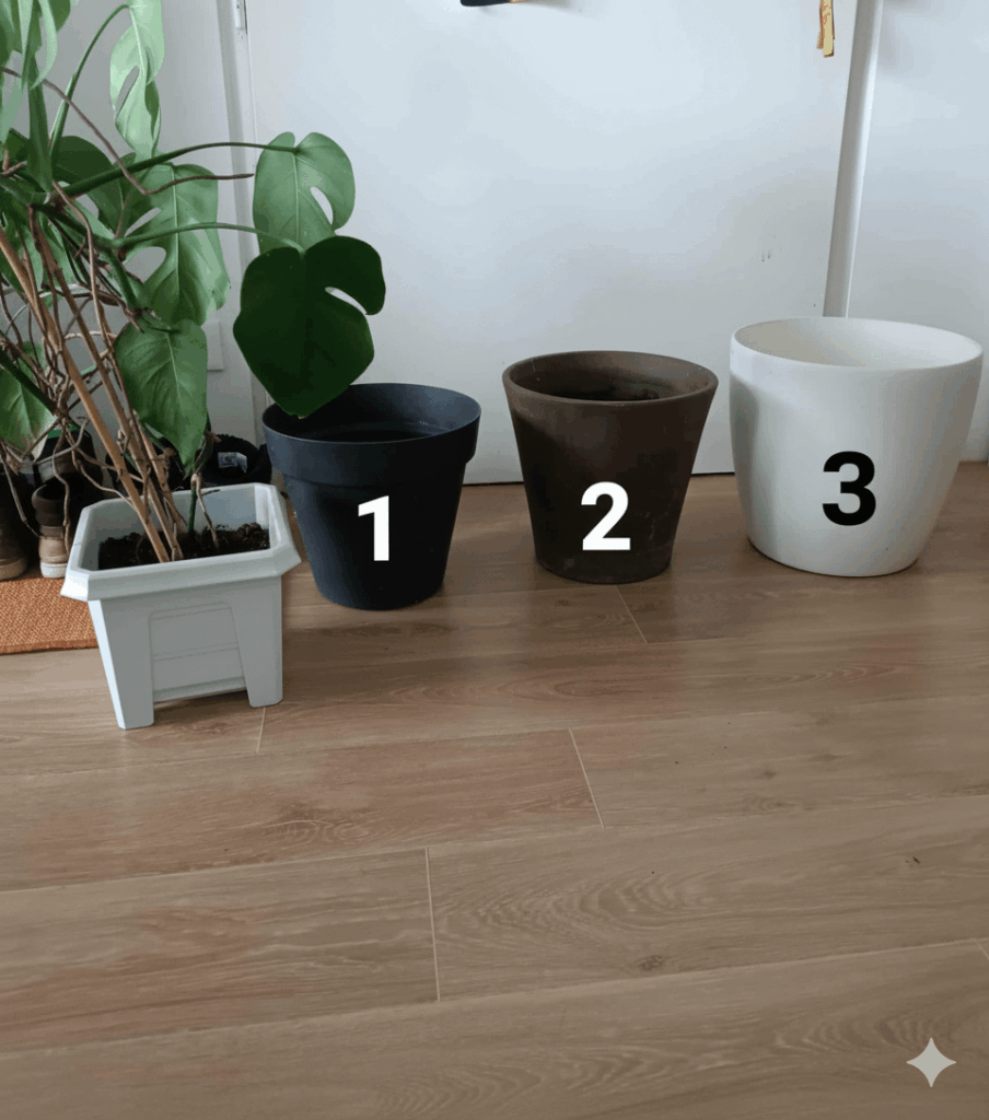 Repotting advice Repotting advice