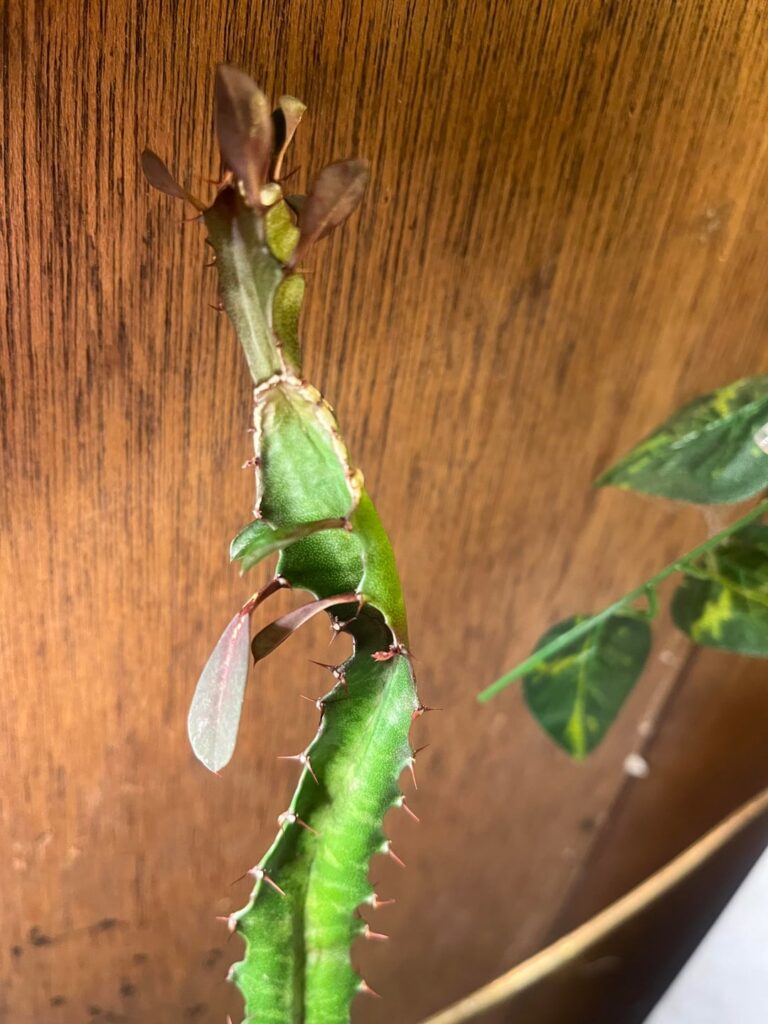 I need help with my Euphorbia trigona ‘Rubra’! I need help with my Euphorbia trigona 'Rubra'!