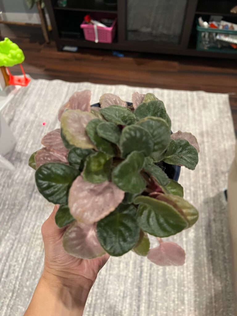 Are different colored leaves ok for an African violet ? Are different colored leaves ok for an African violet ?