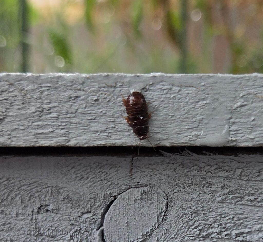 Are these what I think they are? And how to get rid of them?