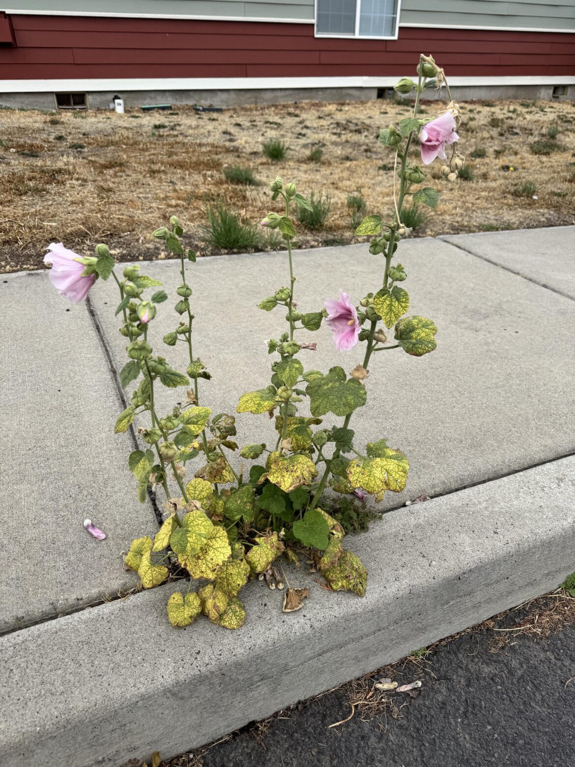Nothing grows here, but this plant is lovely and been lovely for months now.