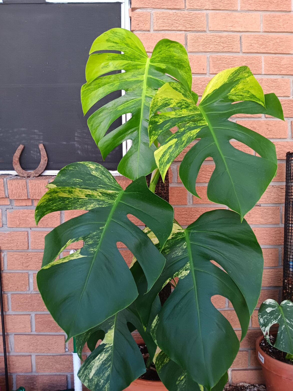 My aurea is looking so happy.