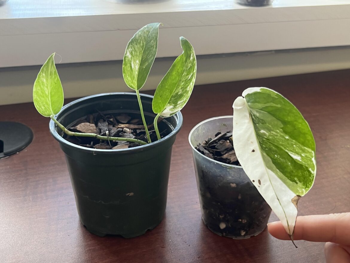 Just got my albo pothos cuttings! (epipremnum pinnatum albo)