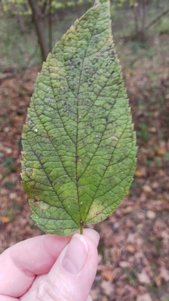 Please help identify tree.