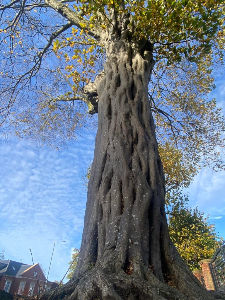 Anyone know why this stem looks like this ?