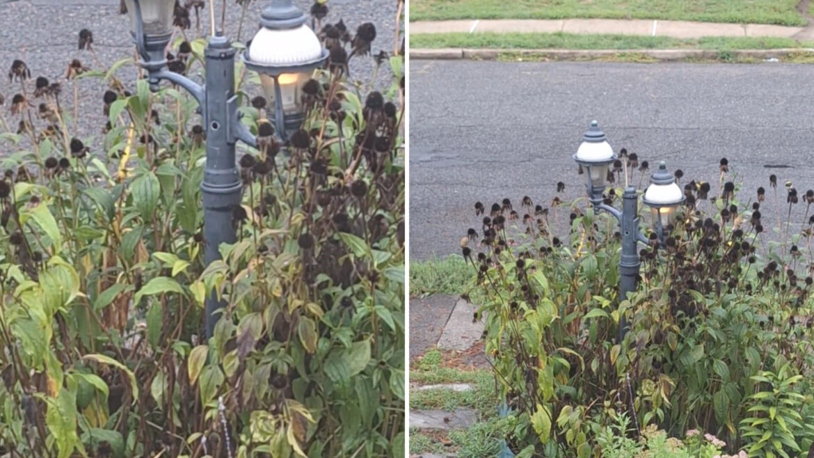 Commenters jumped in to praise the original poster’s gardening skills.