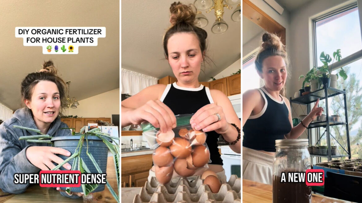 Gardener shares money-saving hack using common kitchen scraps: ‘Doing this ASAP’ "Great idea."