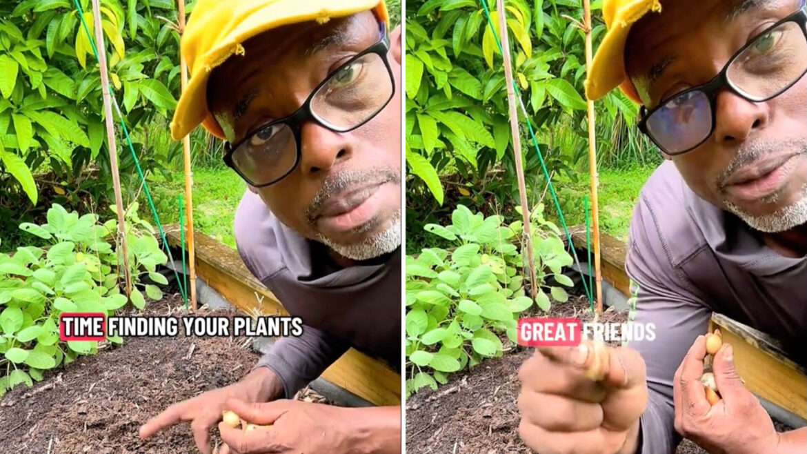 ‘You’re definitely going to have less’ One gardener shared a great tip for using companion planting to keep bugs away from Brussels sprouts.