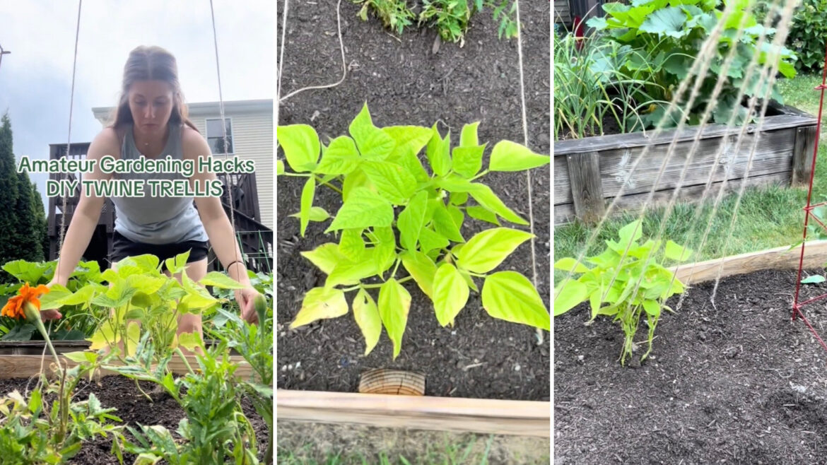 Gardener demonstrates brilliant hack to make most of small space: ‘This is genius’ One clever gardener showcased her trellis hack on TikTok, revealing how it saves space and promotes healthier plant growth.