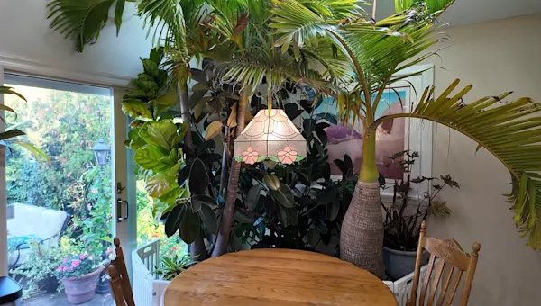 How to bring your tropical outdoor plants inside for winter How to bring your tropical outdoor plants inside for winter