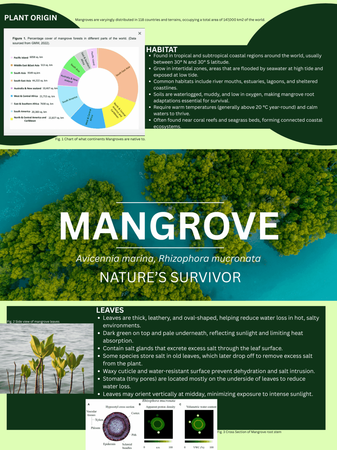 Mangrove’s Botany Class Poster Mangrove's Botany Class Poster
