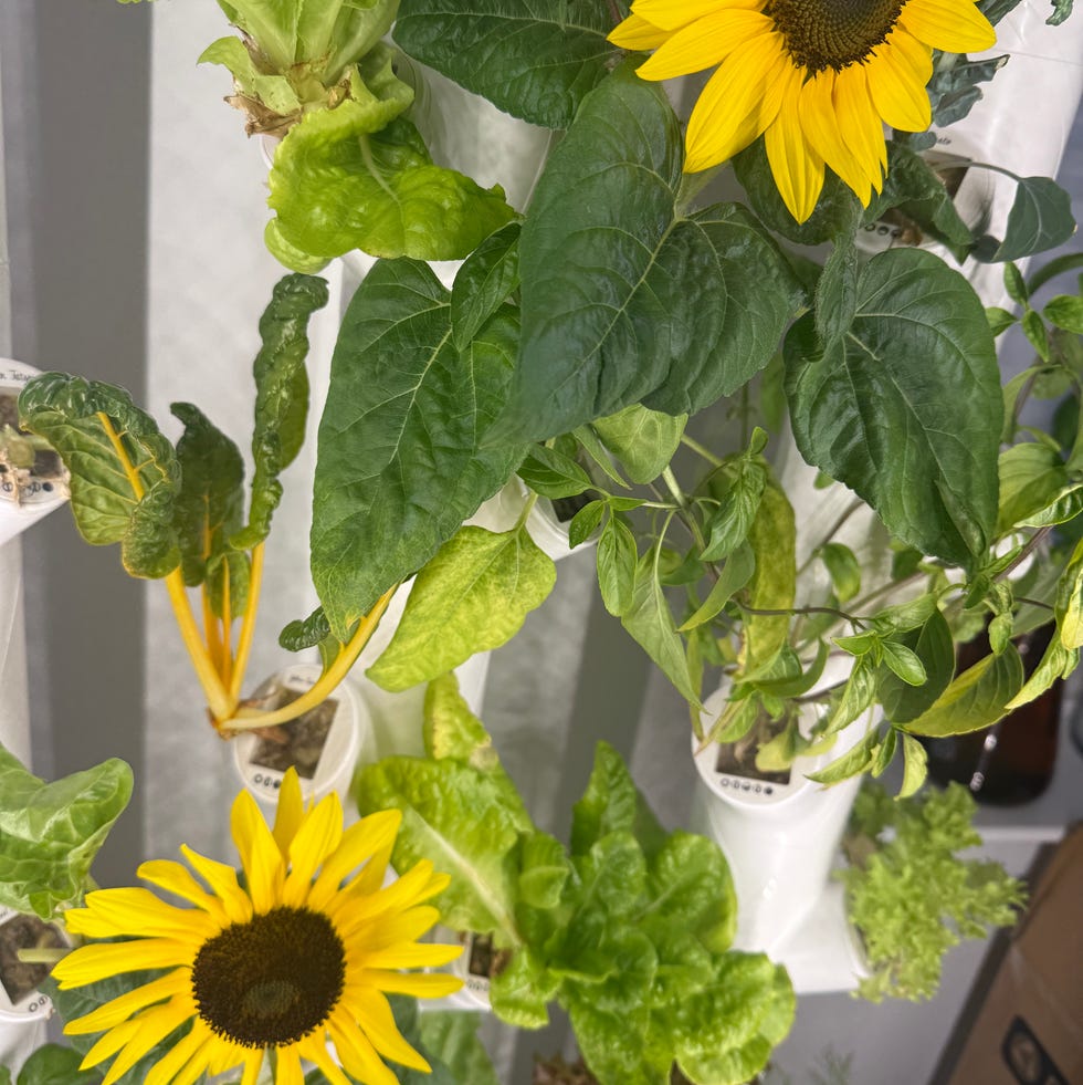 gardyn with sunflowers gardyn with sunflowers