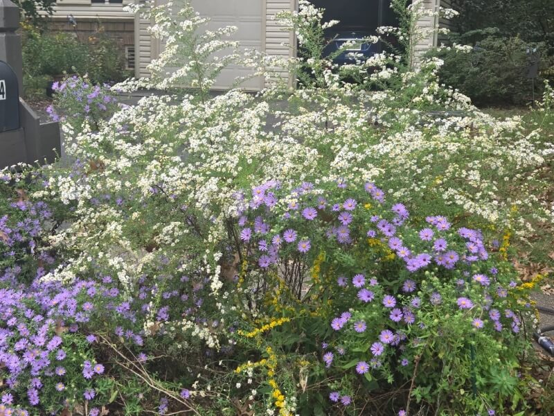 A flourishing garden of native plants has significant environmental benefits that make it a popular hobby among eco-friendly homeowners.