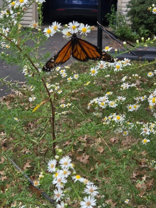 A flourishing garden of native plants has significant environmental benefits that make it a popular hobby among eco-friendly homeowners.