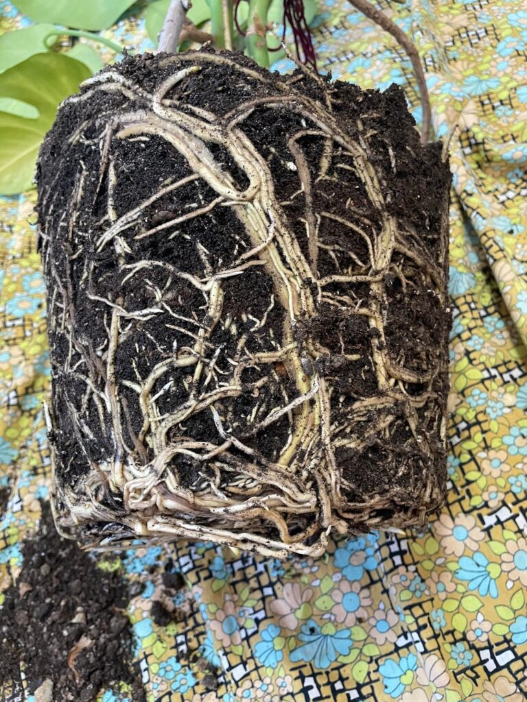 HI! ok to repot, right?