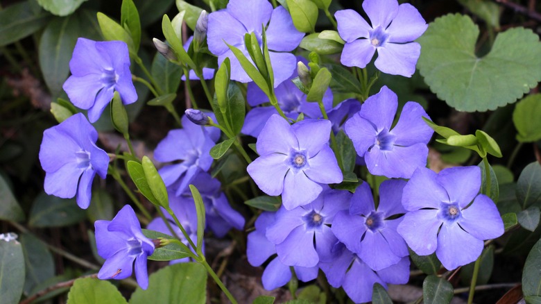 Blue periwinkle flowers blooming in yard