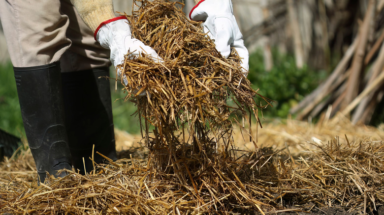 A person covering plants with straw mulch