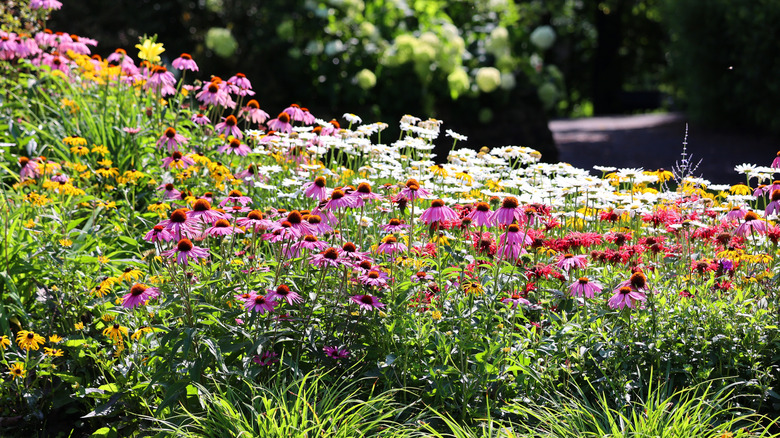Purple coneflowers mix nicely with other perennials.