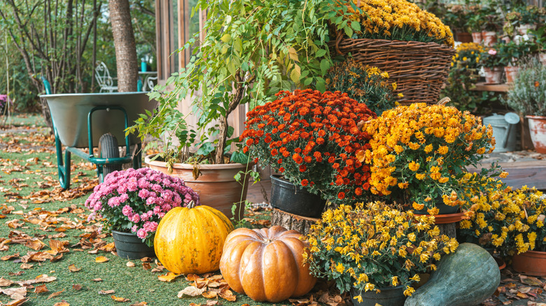 An assortment of containers of fall flowers with pumpkins and a gourd