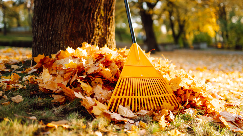 Fall leaf pile by rake leaned up against tree