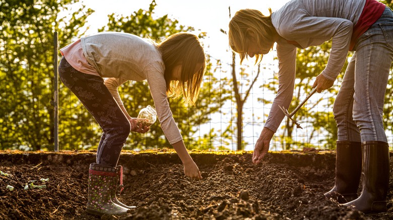 people planting seeds in home garden