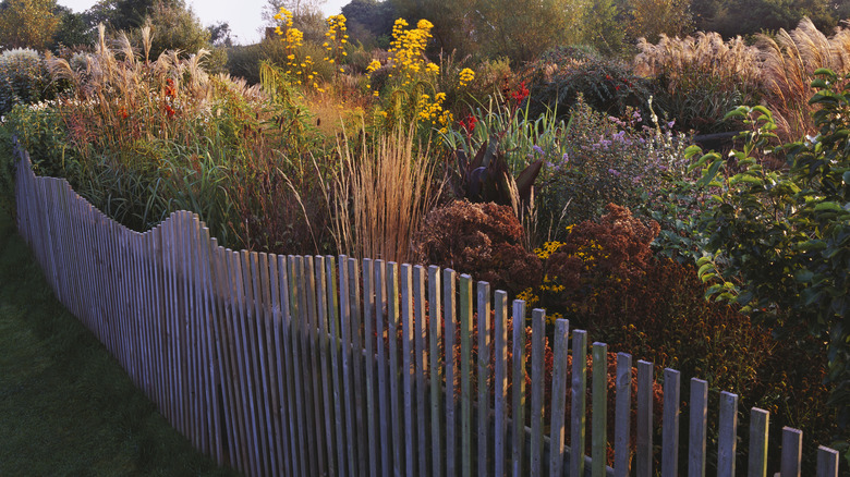Variety of plants and grasses behind a curved picket fence